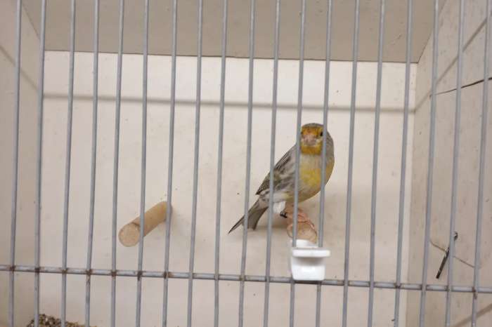 agaat geel mozaïek split pastel