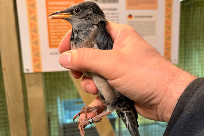 1.0 roze spreeuw ruilen voor 0.1