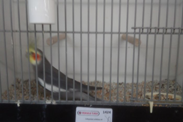 valkparkieten te koop