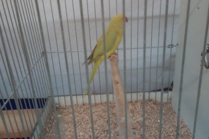 diverse halsbanden te koop