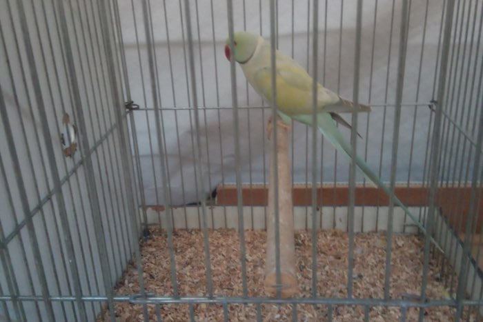 diverse halsbanden te koop