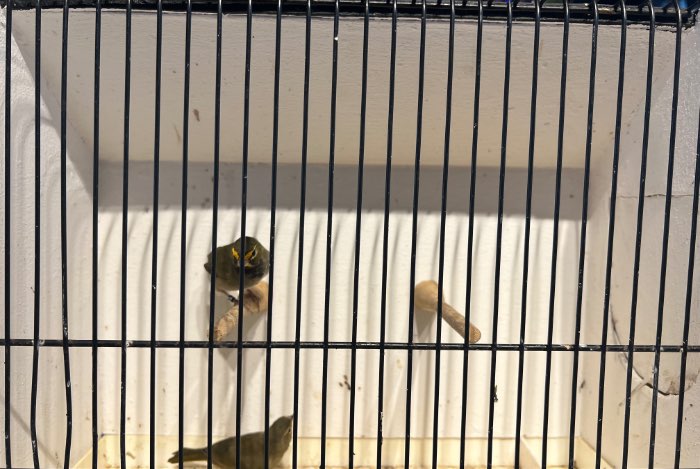 tiaris olivaceus , grote cubavink