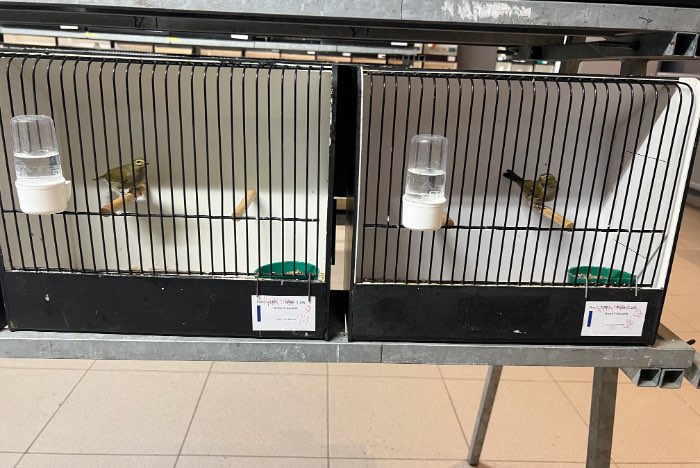 tiaris olivaceus , grote cubavink