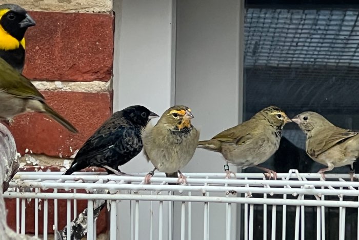 tiaris olivaceus , grote cubavink