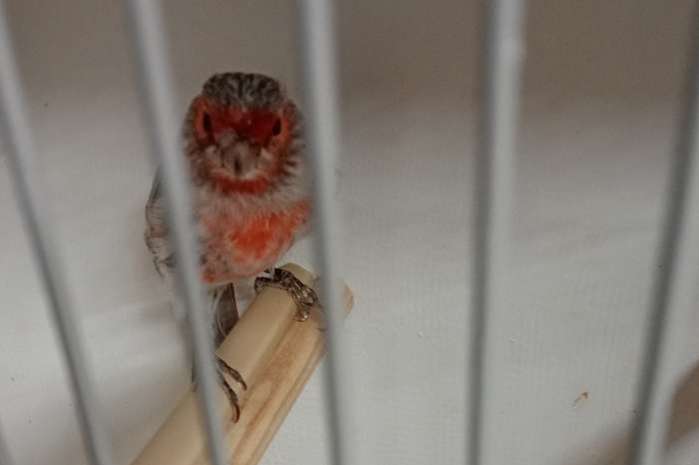 zwart opaal rood mozaiek