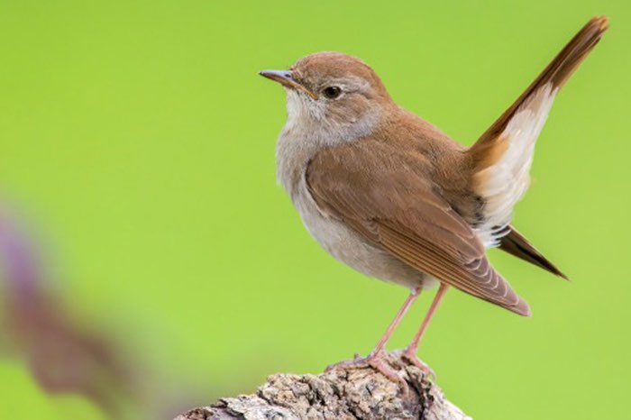 common nightingale