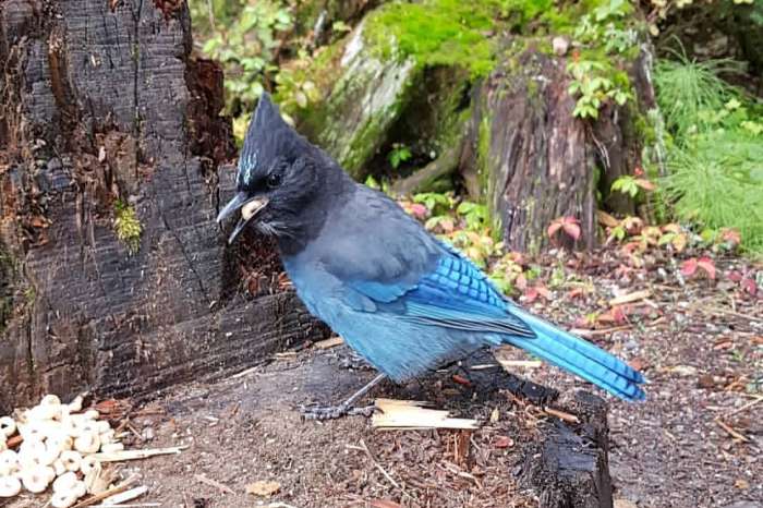 steller's jay