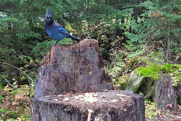 steller's jay