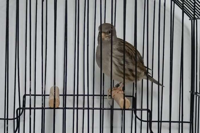 fife fancy koppels (ook losse poppen)