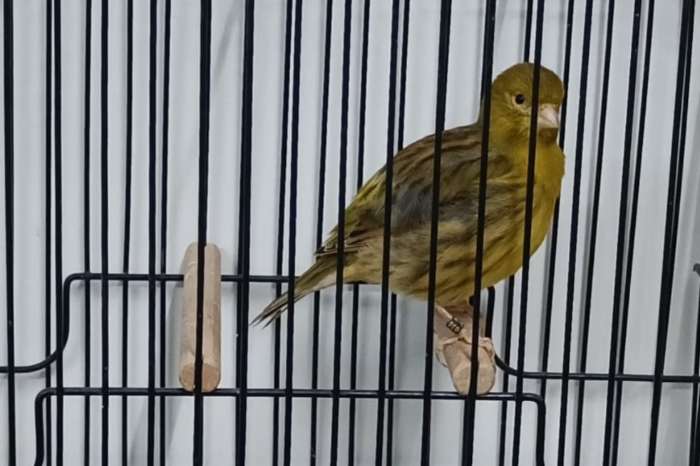 fife fancy koppels (ook losse poppen)