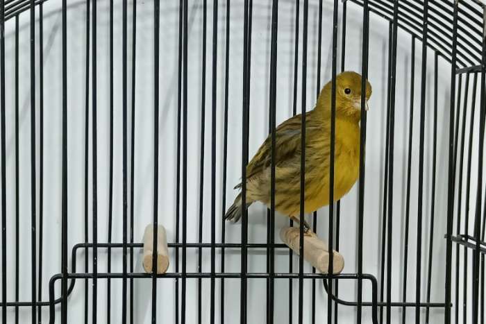 fife fancy koppels (ook losse poppen)