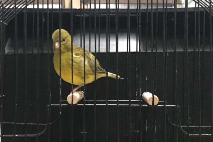 fife fancy koppels (ook losse poppen)