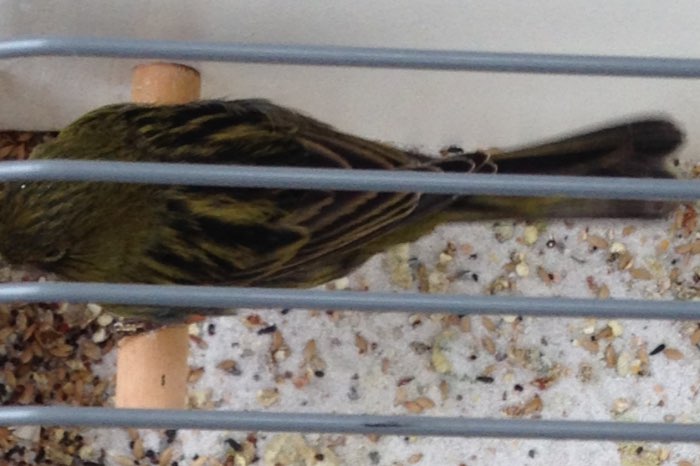 3 koppels zwart kobalt geel