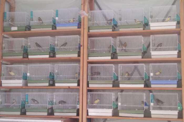 raszuivere timbrado mannen ( 2025..)