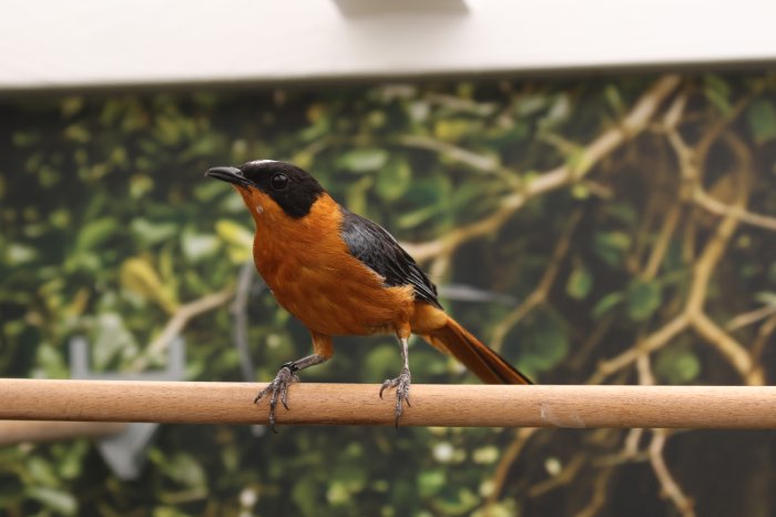 sneeuwkruintapuit man