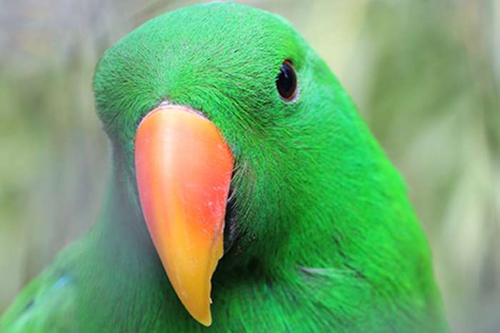 i'm looking for a male eclectus roratus roratus, at least