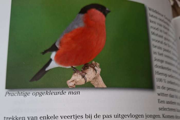nieuwste uitgave boek de goudvink
