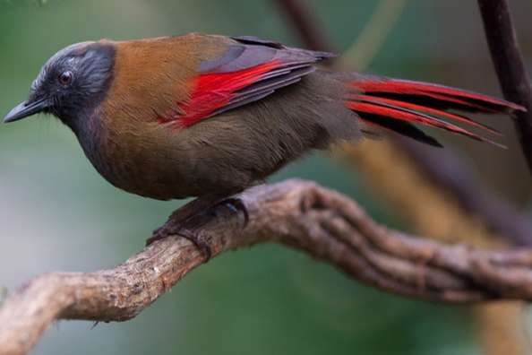 trochalopteron formosus