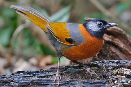 trochalopteron yersini