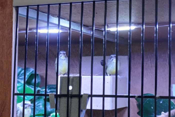 mozambiquesijs (gereserveerd)