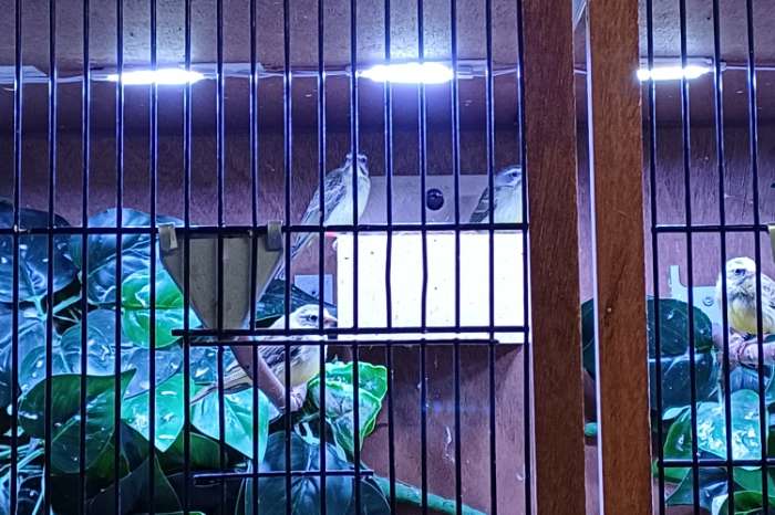 mozambiquesijs (gereserveerd)