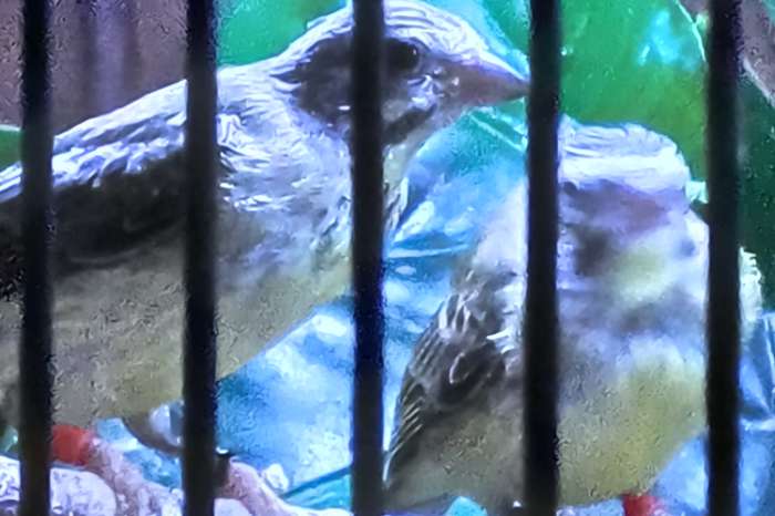 mozambiquesijs (gereserveerd)