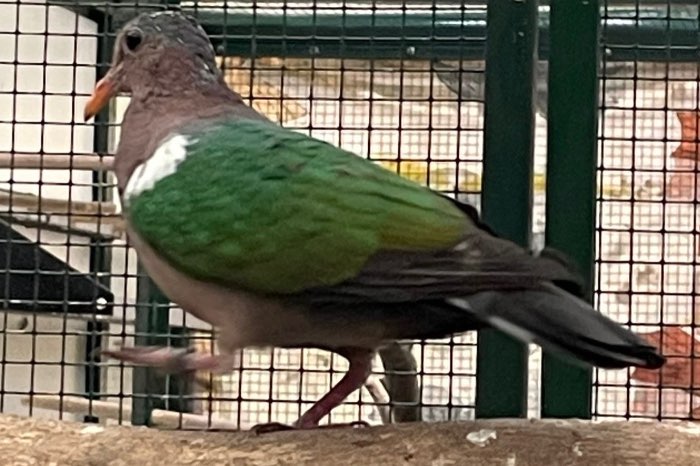 1 australische groenvleugelduif doffer 2025 geringd