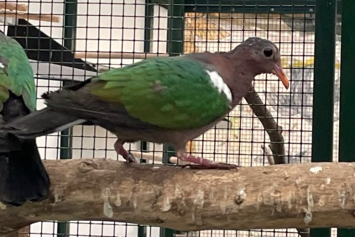 1 australische groenvleugelduif doffer 2025 geringd