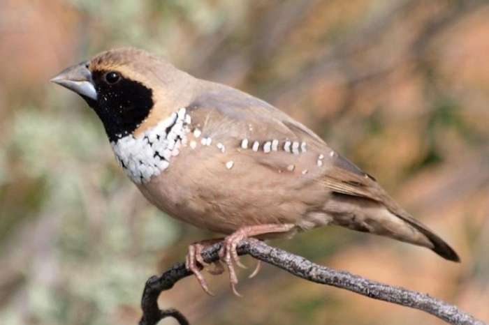 capucin a poitrine blanche (heteromunia pectoralis)