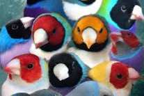 diamant gouldamandine