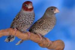 amadine a tete rouge