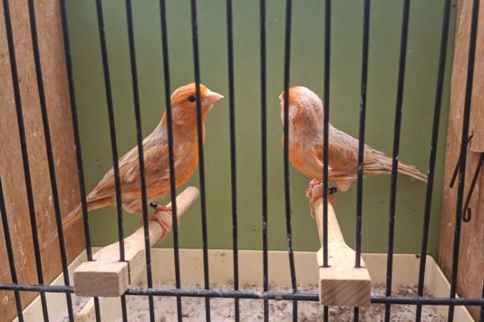 agaat pastel rood ivoor schimmel