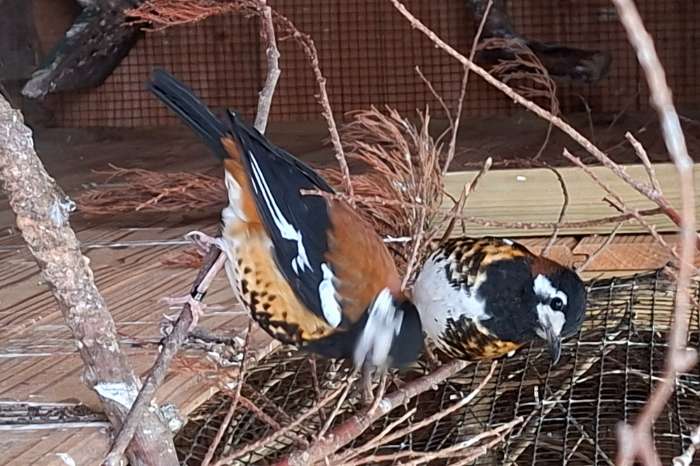 ruilen kastanjeruglijster