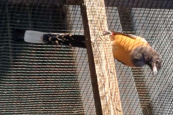 rosse boomekster/ dendrocitta vagabunda 1-0