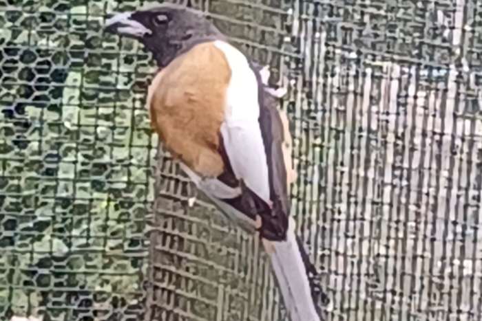 rosse boomekster/ dendrocitta vagabunda 1-0