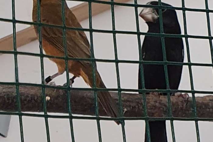 oryzoborus crassirostris maximiliani (twa twa)