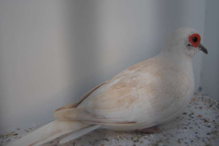 diamantduiven gevraagd, zie foto's