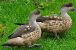 1.2 lophonetta specularoides