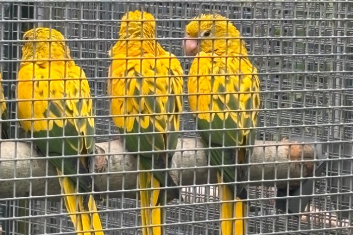 1-1 goudparkiet / guarouba onverwant 2025