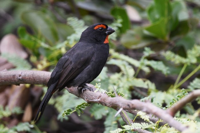 grote antillianse goudvinken