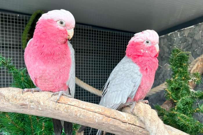 bewezen broedkoppel rose kaketoes