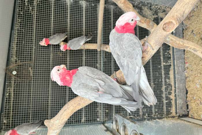 bewezen broedkoppel rose kaketoes