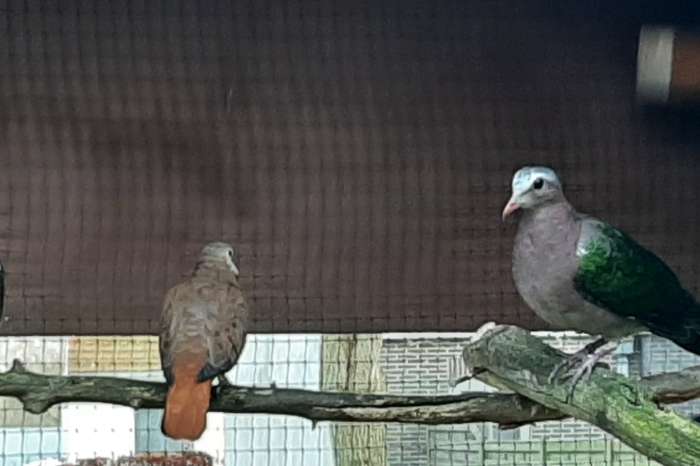 groenvleugels - te koop en te ruilen