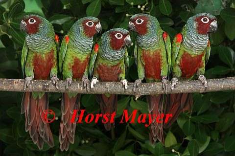 8,4 pyrrhura pfrimeri wegen zuchtverkleinerung