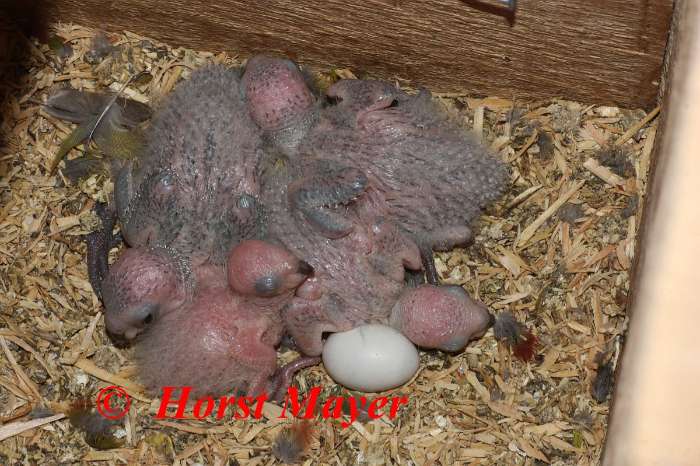 8,4 pyrrhura pfrimeri wegen zuchtverkleinerung