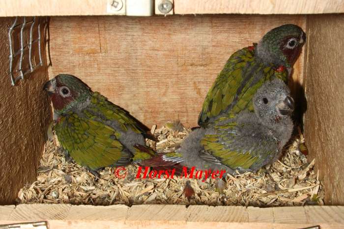 8,4 pyrrhura pfrimeri wegen zuchtverkleinerung