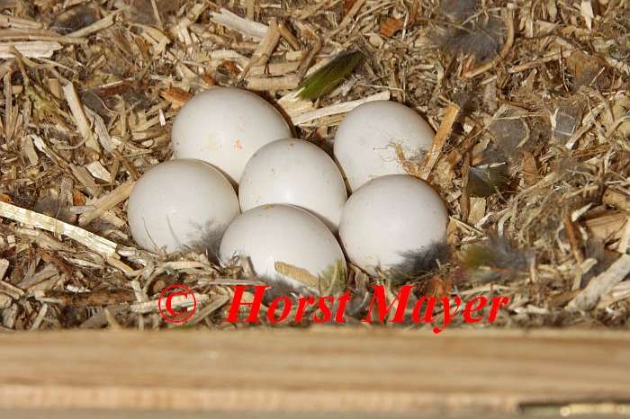 8,4 pyrrhura pfrimeri wegen zuchtverkleinerung