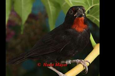 5, 1 rotkehl-gimpeltangaren - loxigilla noctis