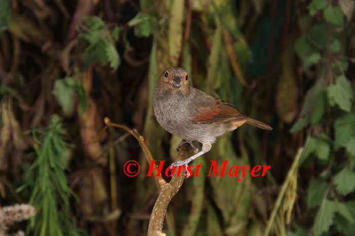 5, 1 rotkehl-gimpeltangaren - loxigilla noctis