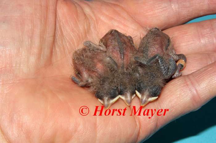 5, 1 rotkehl-gimpeltangaren - loxigilla noctis